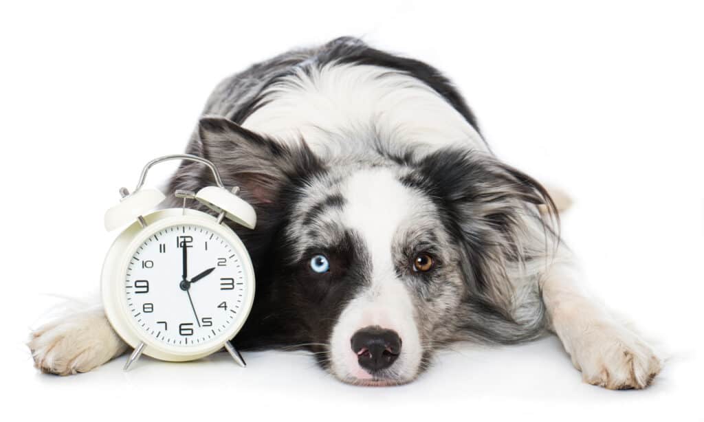 Border collie with one blue and one brown eye lying next to an alarm clock
