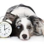Dogs ability to make associations with events and distinguish patterns give them a rudimentary sense of time.