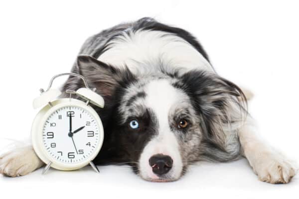 Dogs ability to make associations with events and distinguish patterns give them a rudimentary sense of time.