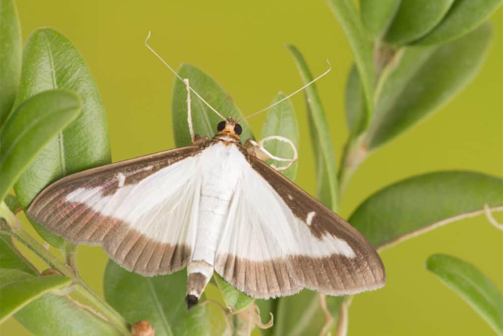 Box wood tree moth on box wood tree leaves