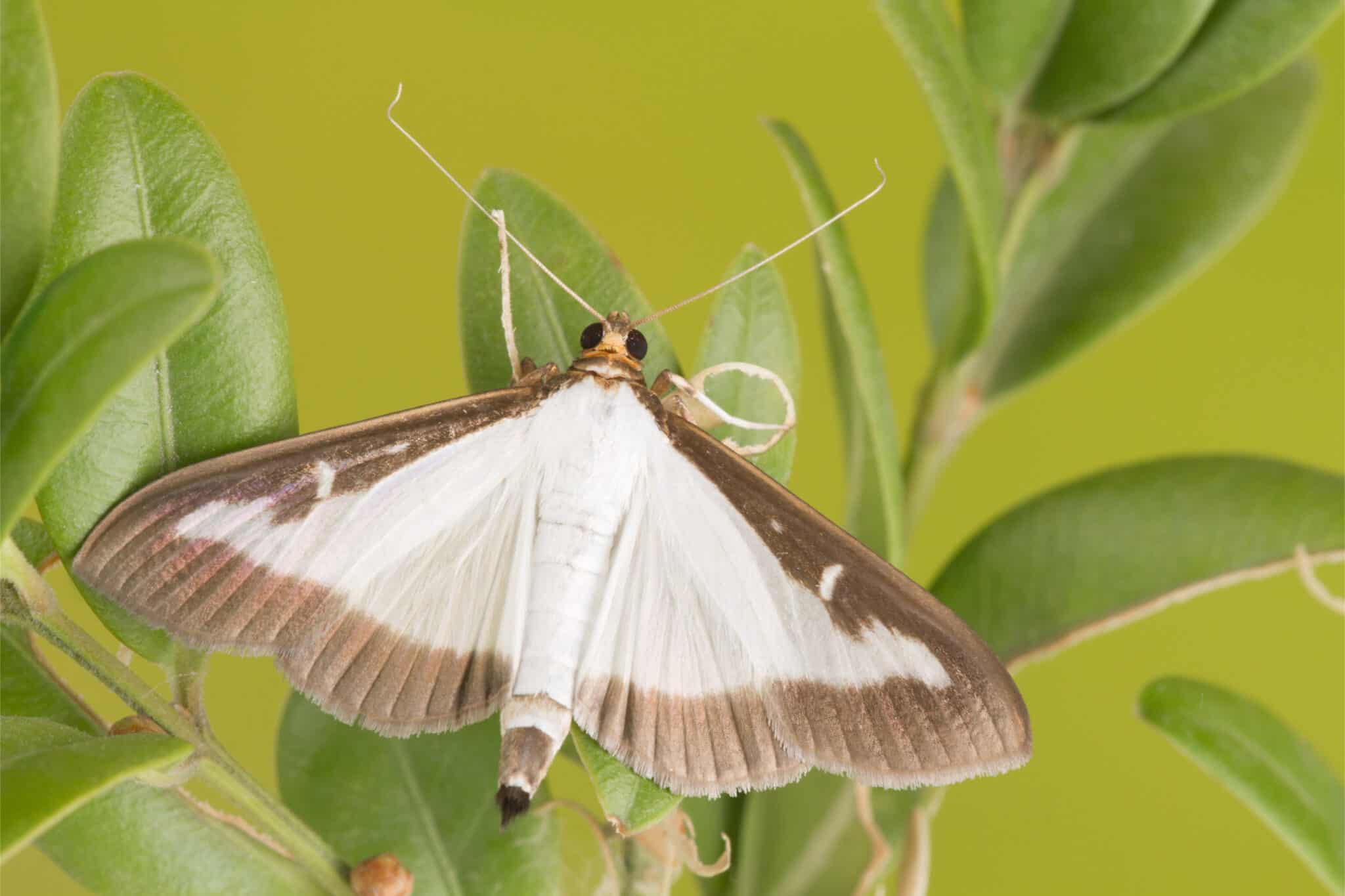 box-tree-moth-insect-facts-cydalima-perspectalis-wiki-point