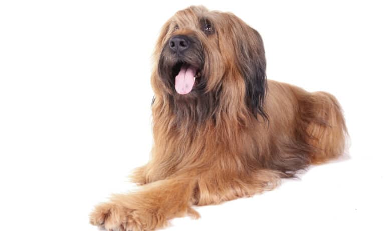 Briard lying down on a white background