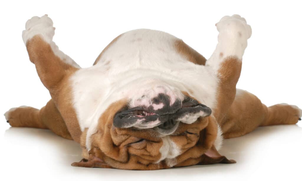 Bulldog sleeping on its back