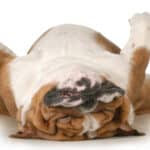 It may sound strange, but sleeping on its back relaxes all of a dog's muscles. 