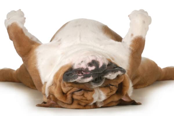 It may sound strange, but sleeping on its back relaxes all of a dog's muscles. 