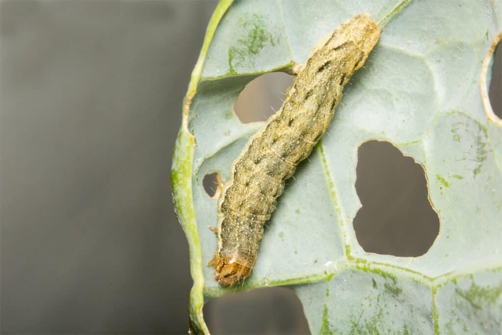 A cabbage moth caterpillar eating a cabbage leaf