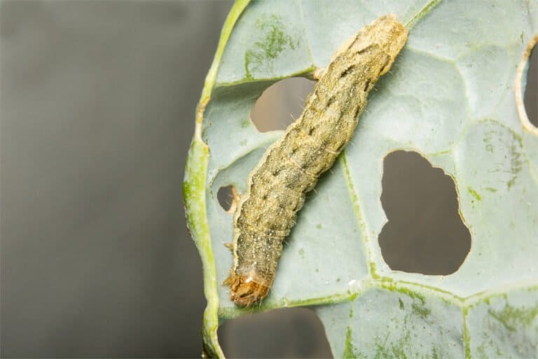 A cabbage moth caterpillar eating a cabbage leaf