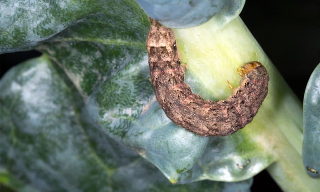 Cabbage moth caterpillar