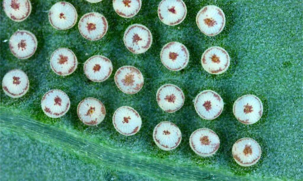 Cabbage moth eggs on a cabbage leaf