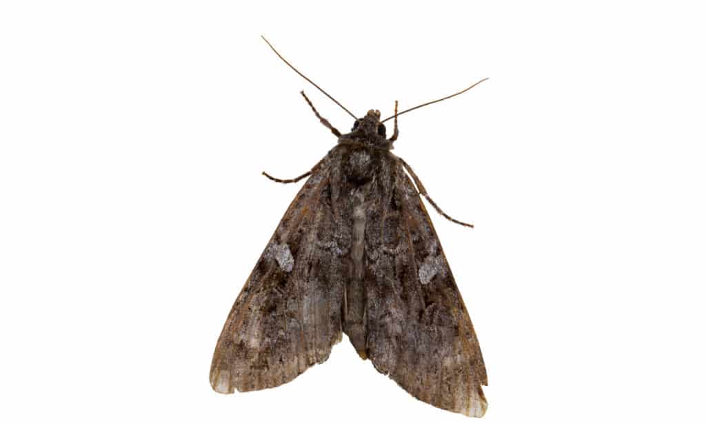 Cabbage moth on a white background