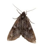 Cabbage moth
