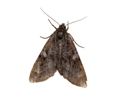 A Cabbage Moth