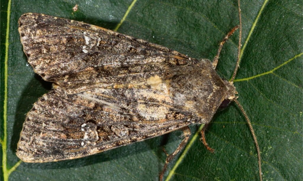 A cabbage moth on a dark green leaf