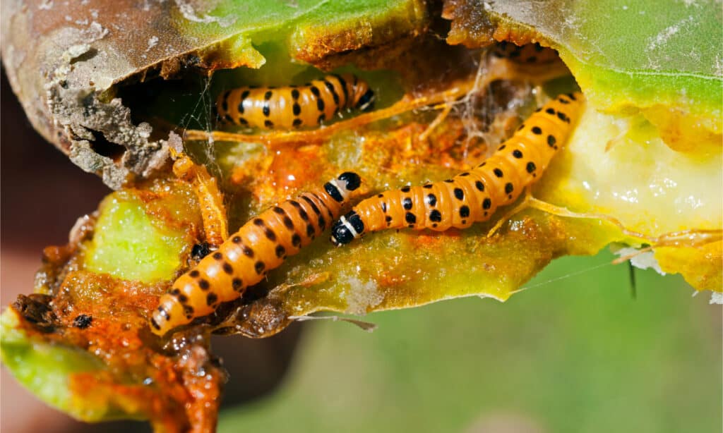 Cactus moth caterpillar