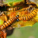 cactus moth