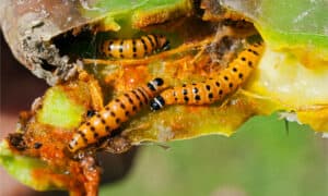 Cactus moth caterpillar
