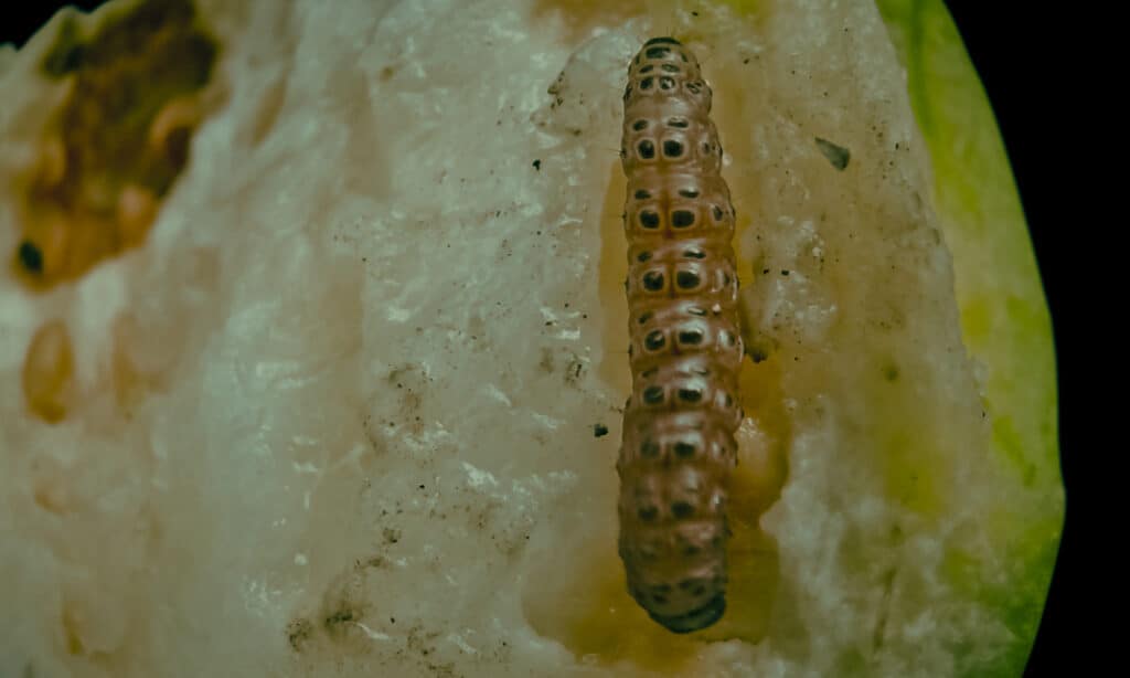 Cactus moth caterpillar on guava