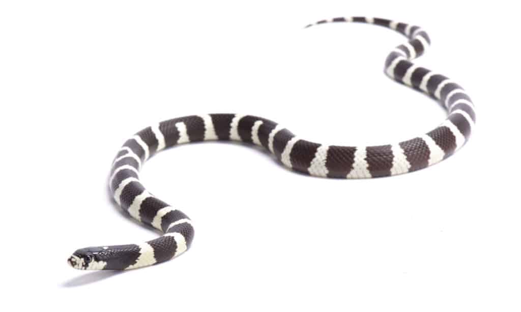 A California kingsnake on a white background