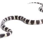 California kingsnake