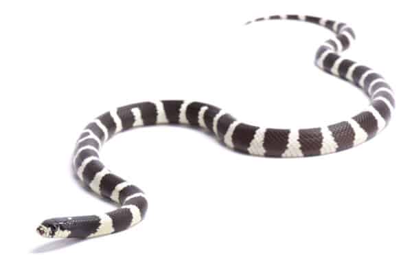 In the U.S., California kingsnakes average 2.5 to 3.5 feet long, but in Mexico, they may reach 5.5 feet. 