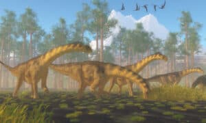 Discover Camarasaurus: Where It Roamed, Diet, Predators, and More! Picture