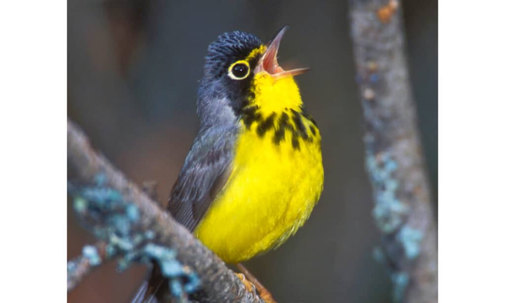 A male Canada warbler singing on a bare tree branch
