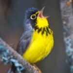 Canada Warbler