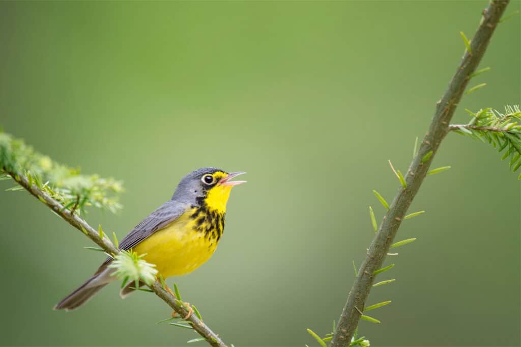 Canada warbler singing on a branch