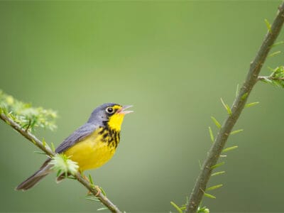Canada Warbler Picture