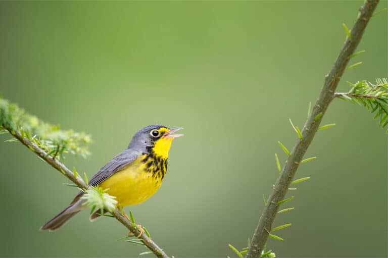 Canada warbler singing on a branch