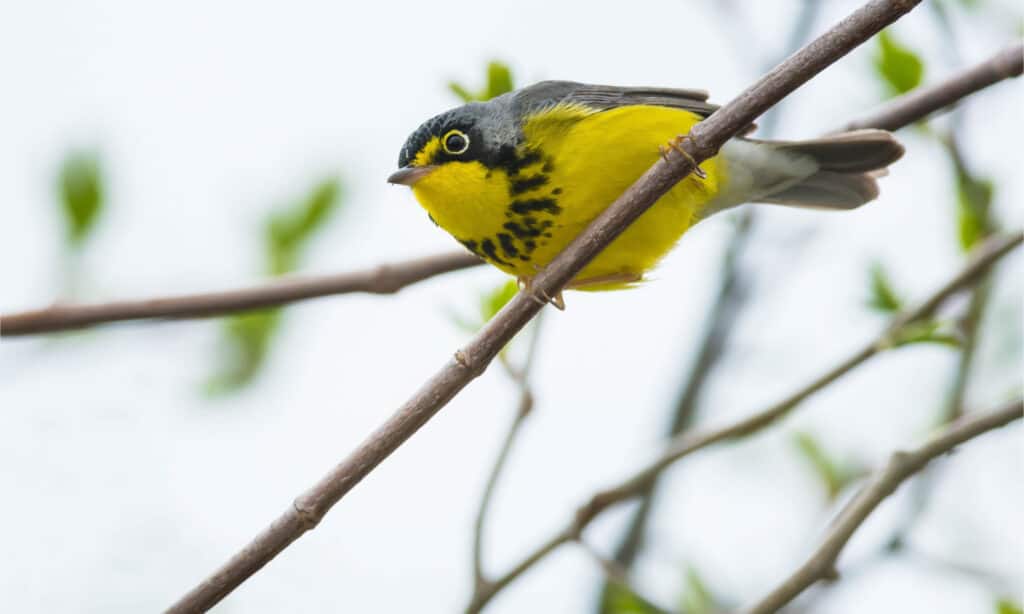 Canada warbler sitting on a branch