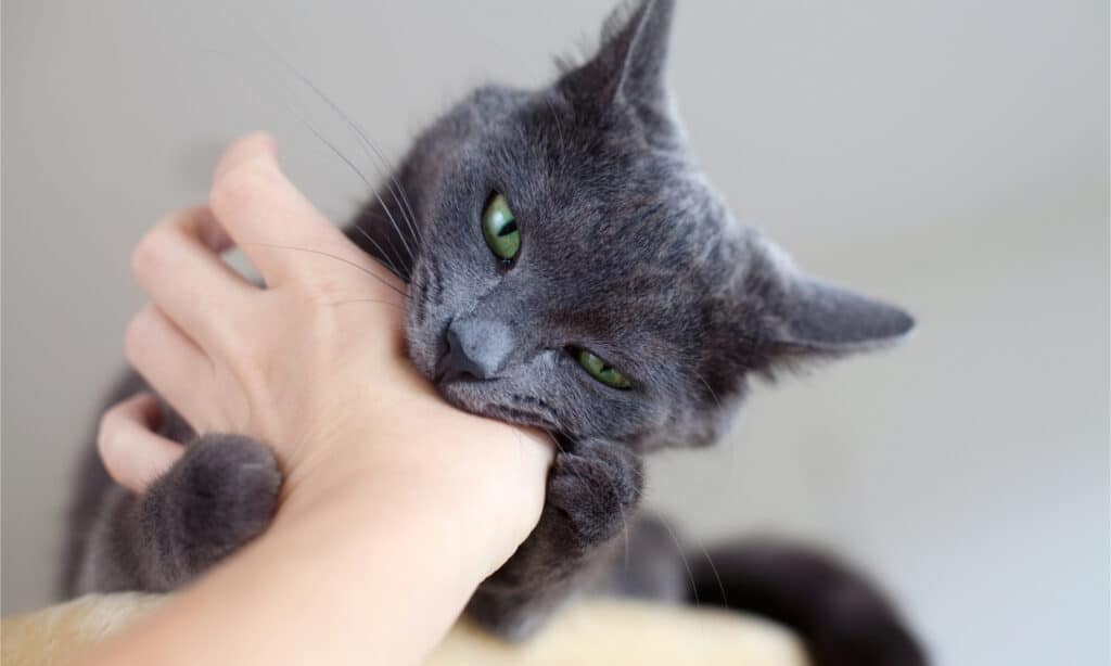 A gray cat with green eyes biting a human hand