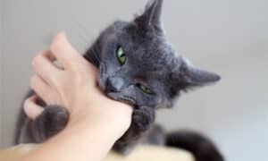 Why Does My Cat Bite Me? Unprovoked Attacks Explained Picture