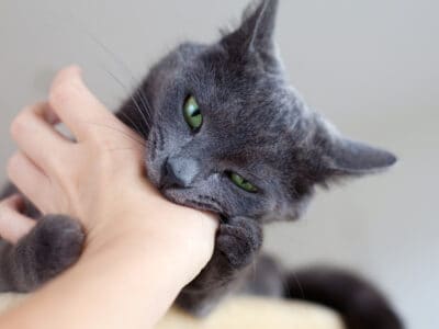 A Cat Scratch Disease: What Is It and How Do You Treat It?