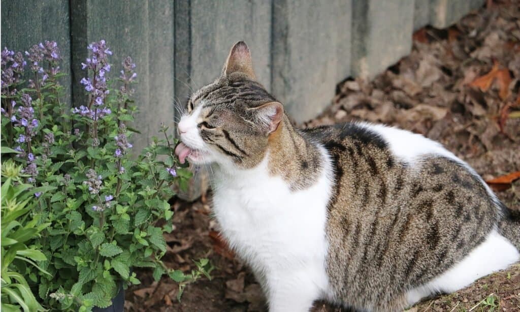 Mèo ăn catnip
