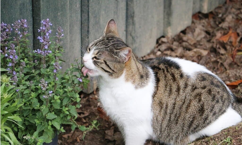 Cat eating catnip in the garden