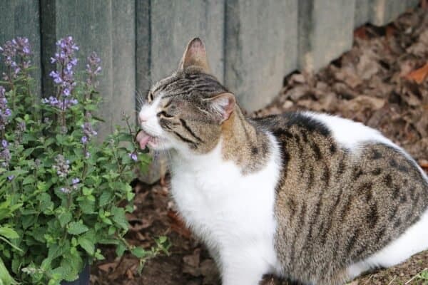 Cat eating catnip in the garden.