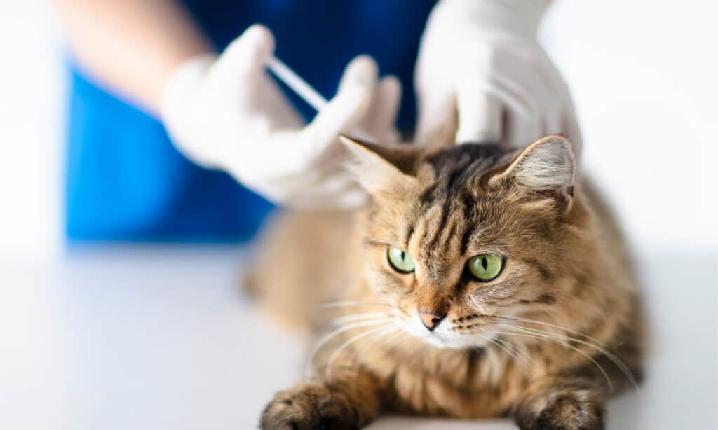 Cat getting a vaccine Somali Cat Prices