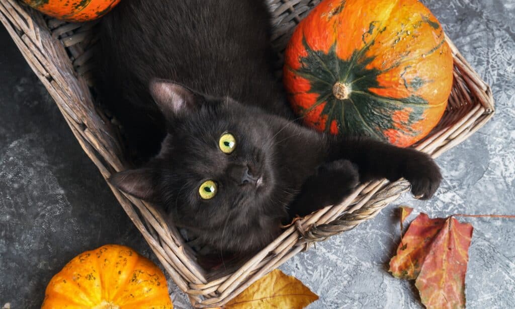 Cat in a basket