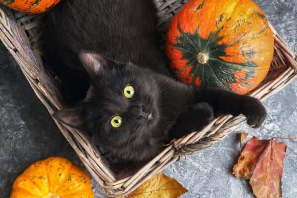 Black cat lying in a basket.