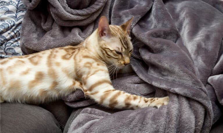 Cat kneading on blanket
