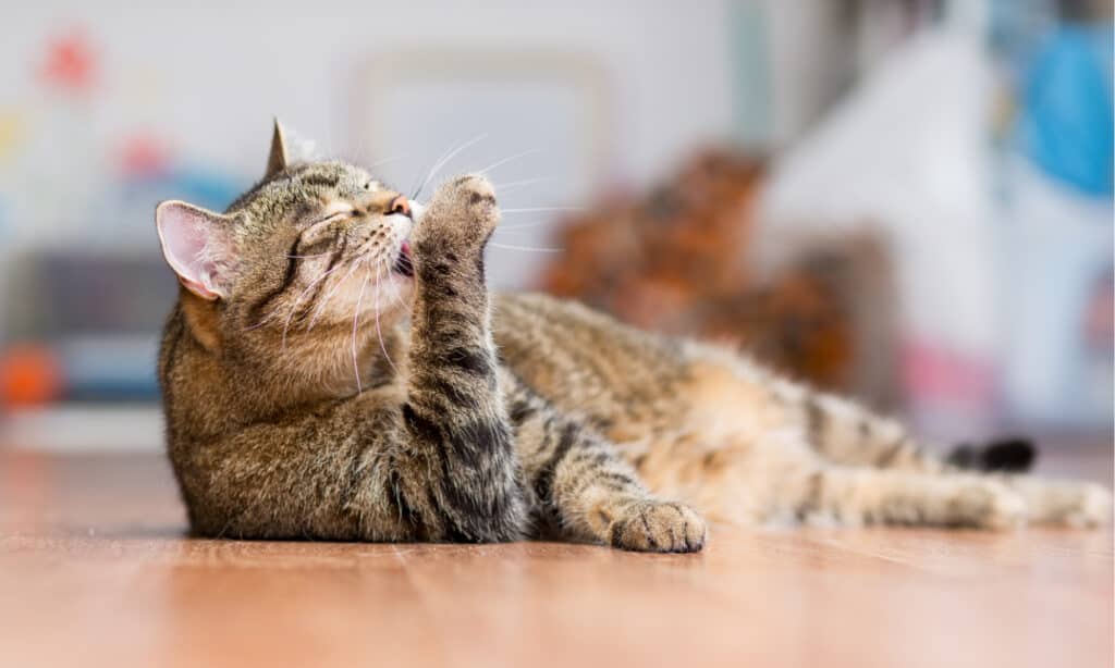 Cat licking its paws