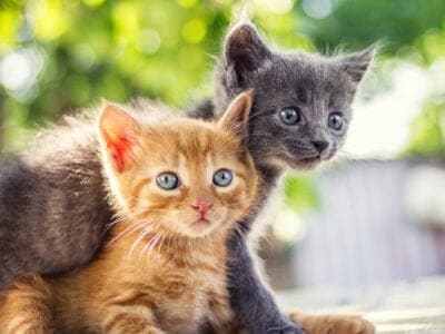 A Cat Quiz – How Well Do You Know Our Feline Friends?