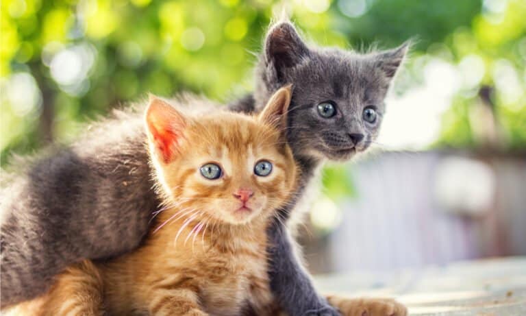 Two adorable kittens playing together.