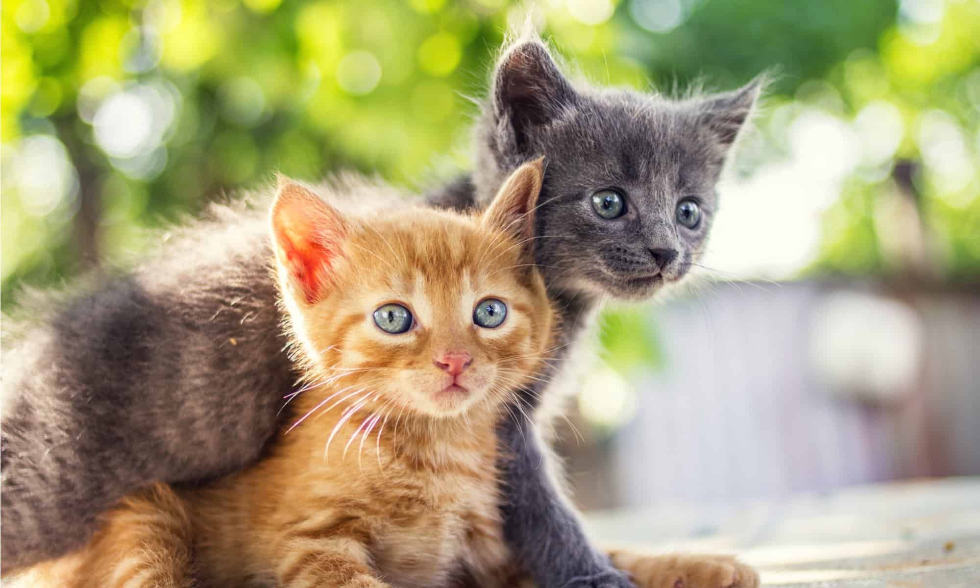 Two adorable kittens playing together.