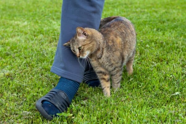 Cat rubbing against leg
