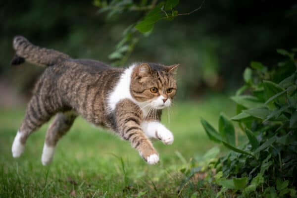 Cat running in the garden