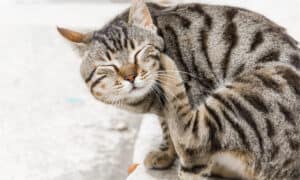 11 Reasons Cats Have Dandruff and Tips to Fix It Picture