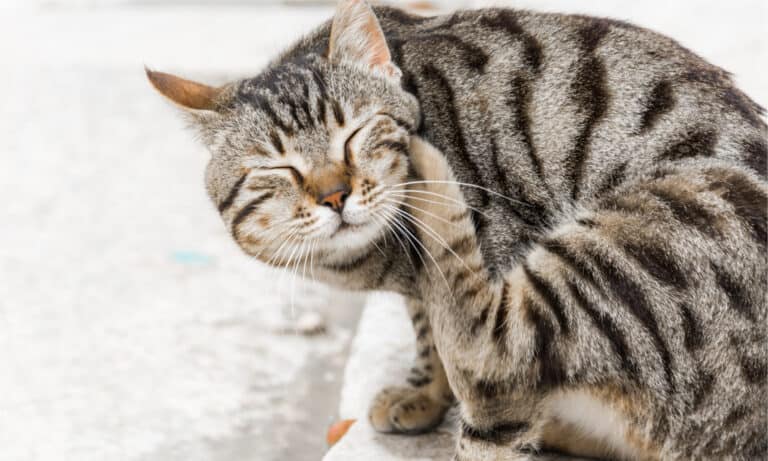 Cat-scratching-neck-with-hind-foot