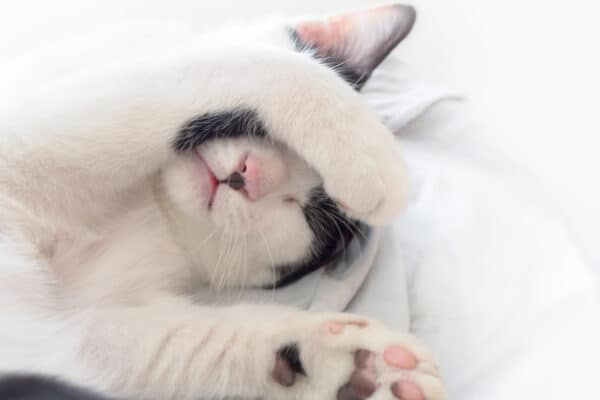 Cat sleeping with paw cover its face on white blanket.